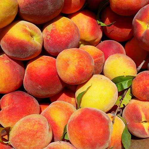 Enjoy our red haven, starfire, PF15A, PF17, Coral Star, Contender Peaches, Gloria Peaches, Crest Haven Peaches and more!