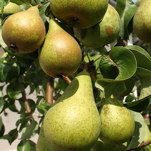 Bite into our Magness and AC Harrow Sweet pears from our pear orchards!